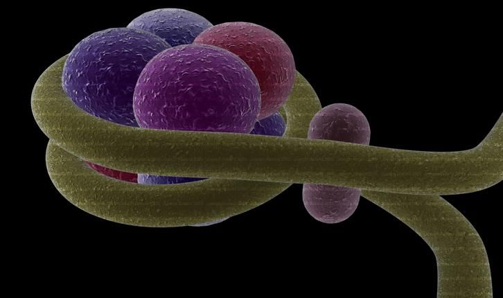 wpid-10725_epigentica.jpg