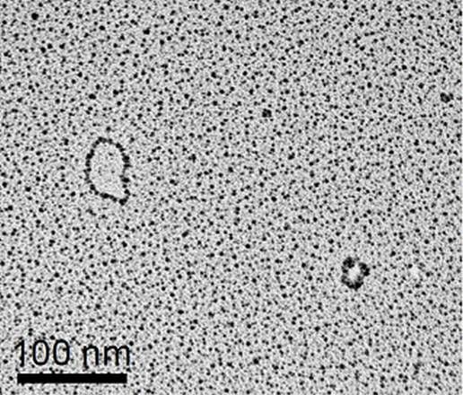 wpid-11155_dna.jpg