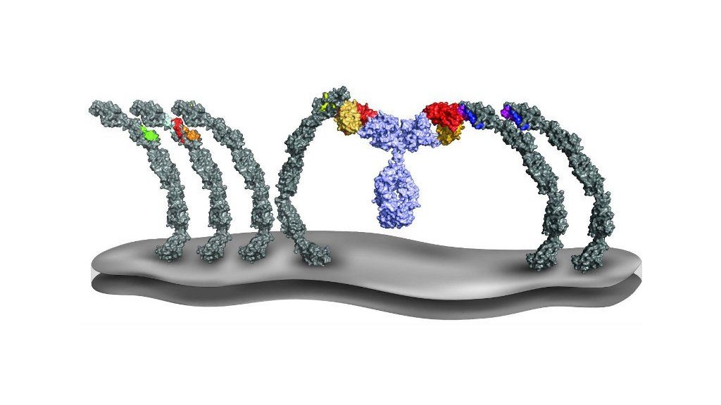 wpid-12203_nuovamembrane.jpg