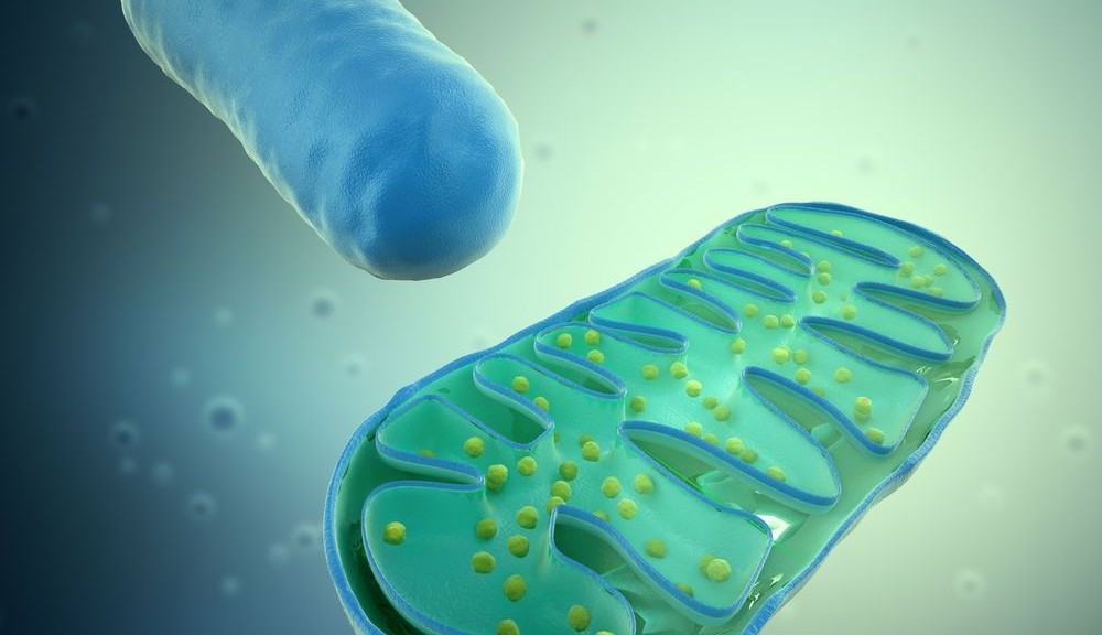 wpid-21444_mitocondri.jpg