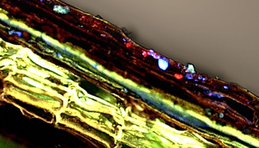 wpid-21851_frankzappabatterio.jpg