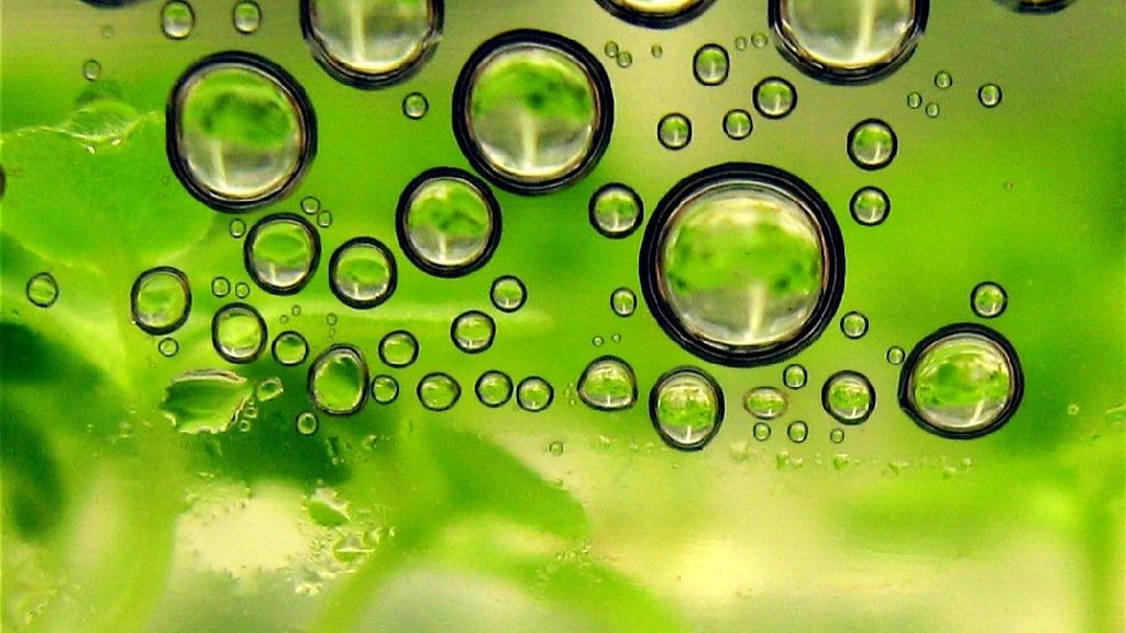 wpid-22270_biochimica.jpg