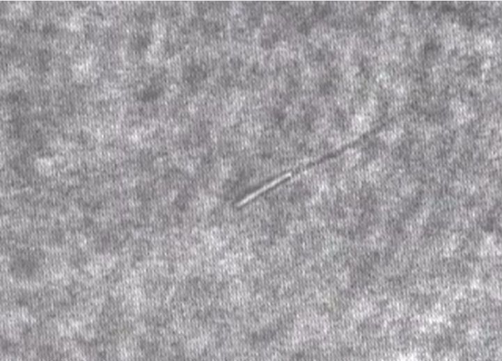 wpid-22527_spermatozoid.jpg