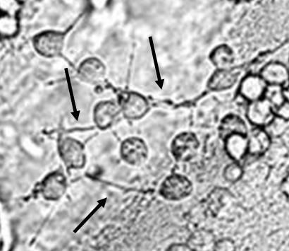 wpid-23056_cipollafigura.jpg