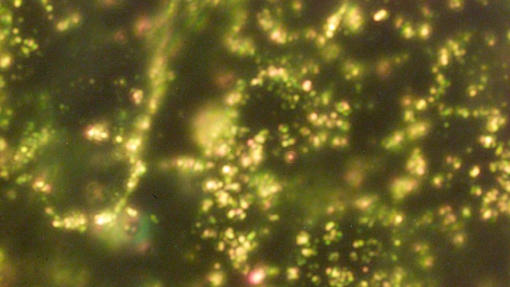 wpid-25678_nanoparticelleoro.jpg