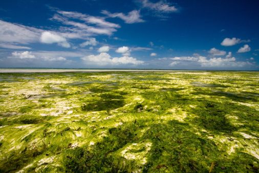 wpid-3022_algae.jpg