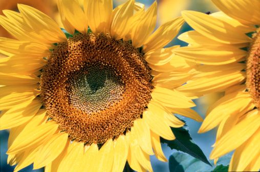 wpid-3104_girasole.jpg