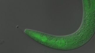 wpid-3682_verme.jpg