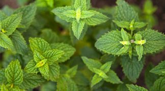 wpid-3701_menta.jpg