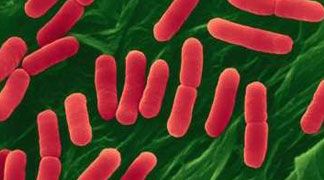 wpid-3886_ecoli.jpg