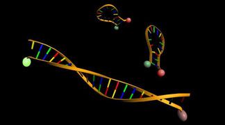 wpid-4496_genoma.jpg