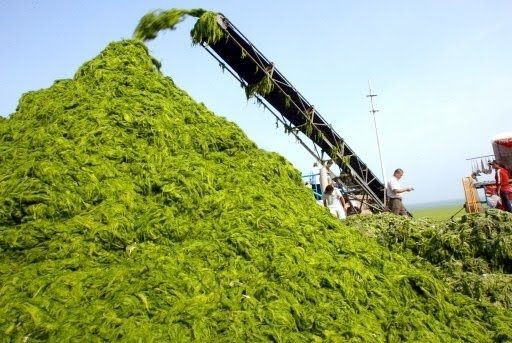 wpid-4627_algaebiomass.jpg