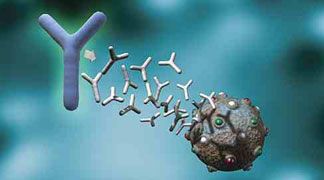 wpid-4996_anticorpi.jpg