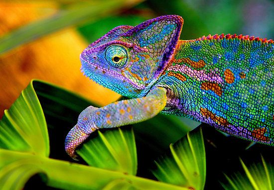wpid-6003_nuovoworkflatxfchameleon.jpg