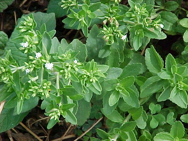 wpid-8032_Steviarebaudianap.jpg