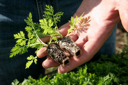 wpid-8602_artemisia.jpg