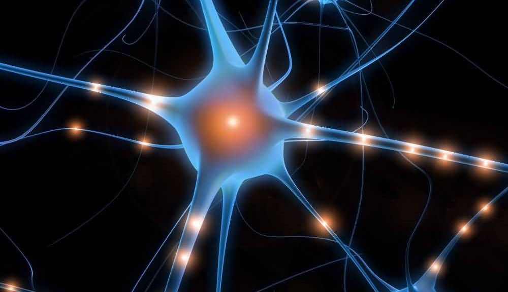 wpid-8635_neurone.jpg