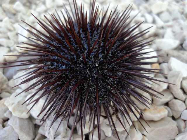 ricchio_mare
