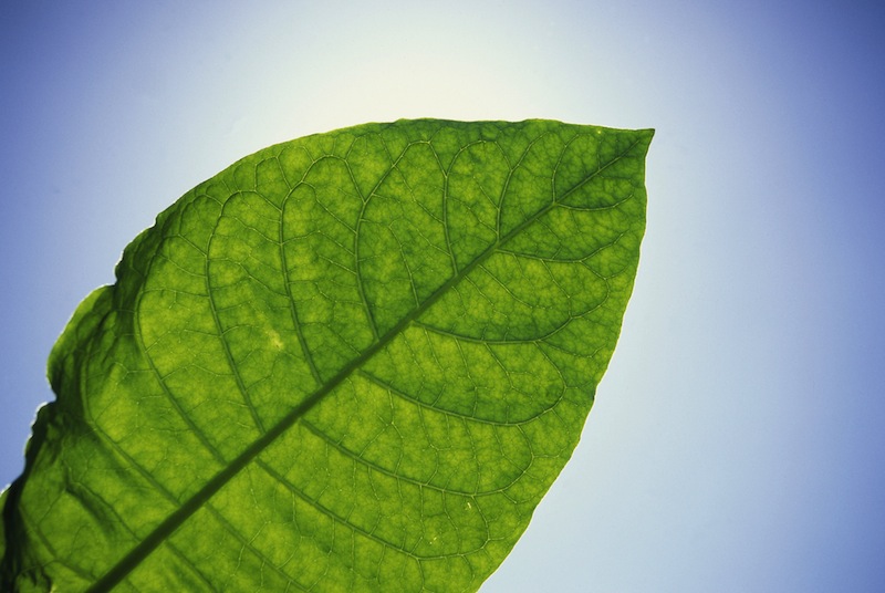 pianta_tabacco_ThinkstockPhotos